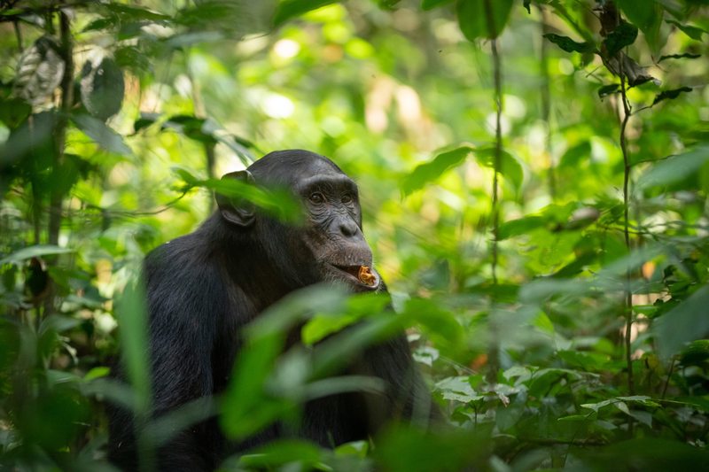 Chimpanzee in Kibale Forest National Park, Uganda