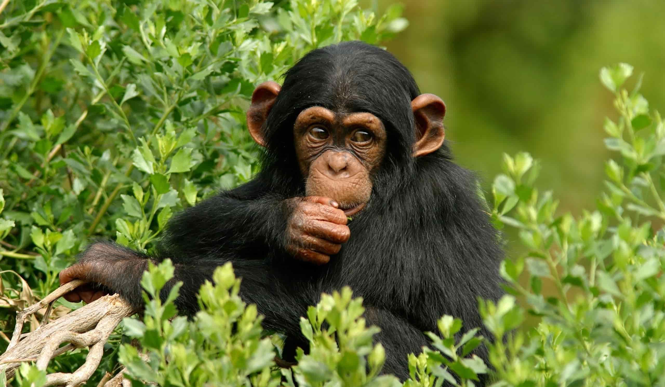What Ngogo's Chimpanzees Taught Scientists About Territory