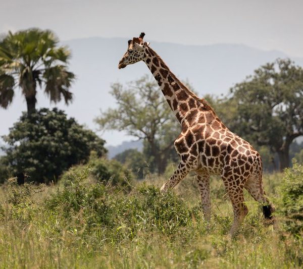 A giraffe walking through the savanna at Kidepo Valley National Park, Uganda