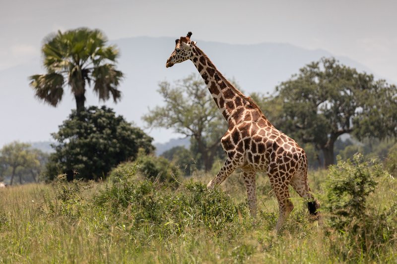 A giraffe walking through the savanna at Kidepo Valley National Park, Uganda