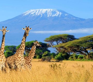 Giraffes standing on the savanna with Mount Kilimanjaro in the background