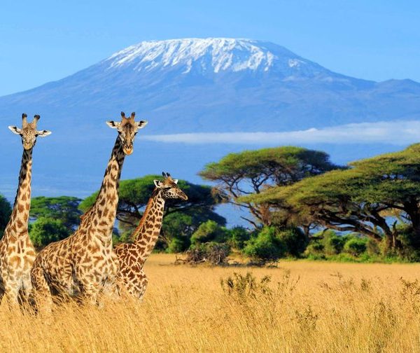 Giraffes standing on the savanna with Mount Kilimanjaro in the background