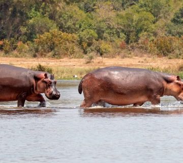 Hippos wading in the shallow water at Lake Albert, a popular wildlife photography subject