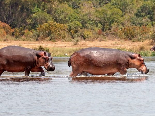 Hippos wading in the shallow water at Lake Albert, a popular wildlife photography subject