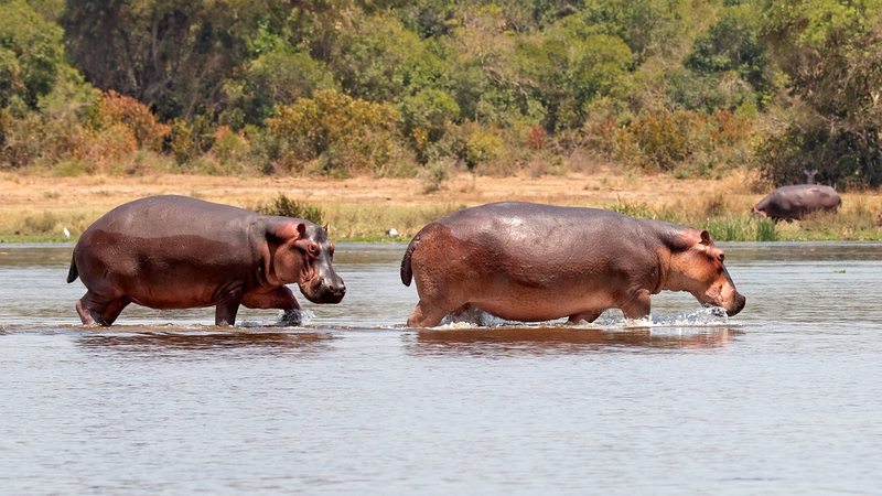Hippos wading in the shallow water at Lake Albert, a popular wildlife photography subject