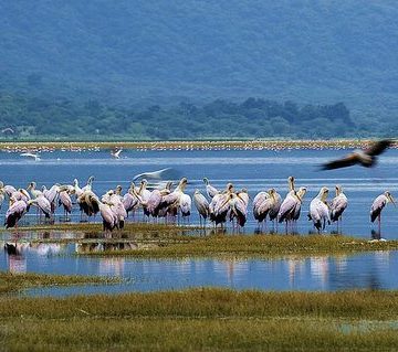 Storks and flamingos gathered at Lake Manyara National Park, Tanzania