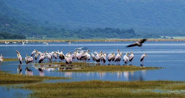 Storks and flamingos gathered at Lake Manyara National Park, Tanzania