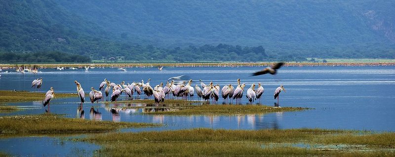 Storks and flamingos gathered at Lake Manyara National Park, Tanzania