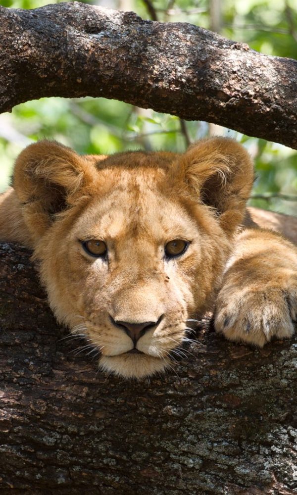 Tree climbing lion resting in a tree at Lake Manyara National Park, Tanzania