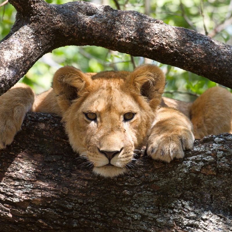 Tree-climbing lion resting in a tree at Lake Manyara National Park, Tanzania