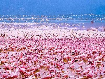 Thousands of flamingos gathered along the shoreline of Lake Nakuru National Park