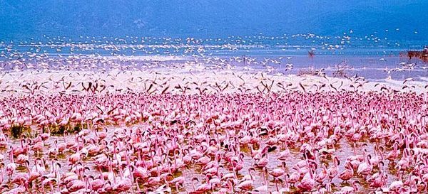 Thousands of flamingos gathered along the shoreline of Lake Nakuru National Park