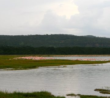 A wide view of flamingoes gathered along the shoreline of Lake Nakuru National Park