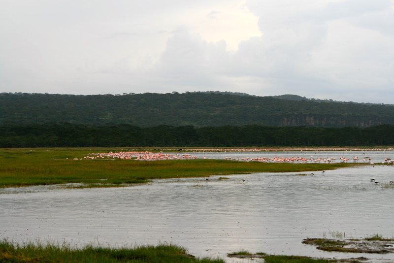 A wide view of flamingoes gathered along the shoreline of Lake Nakuru National Park