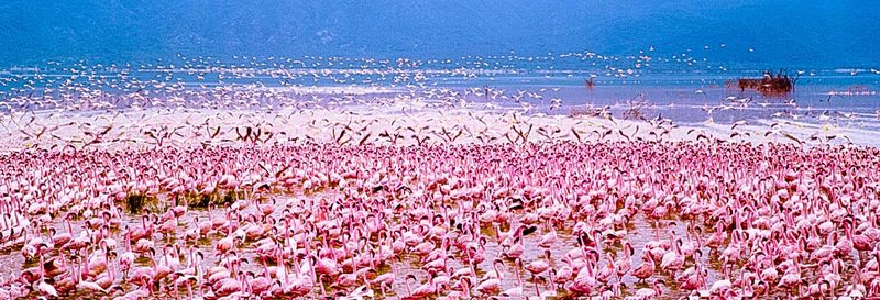 Thousands of flamingos gathered along the shoreline of Lake Nakuru National Park