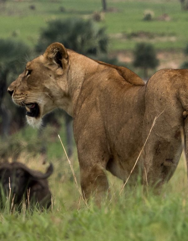 Why Do Male Lions Leave Their Pride?