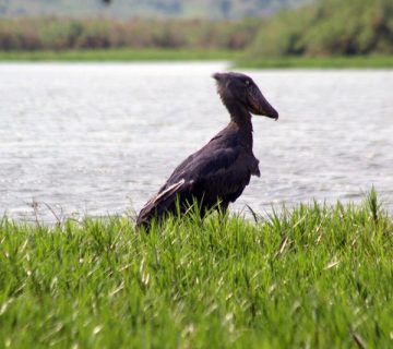 Shoebill stork at Mabamba Swamp, Uganda