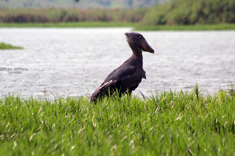 Shoebill stork at Mabamba Swamp, Uganda