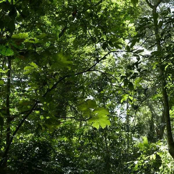Mabira Forest canopy near Lake Victoria, Uganda
