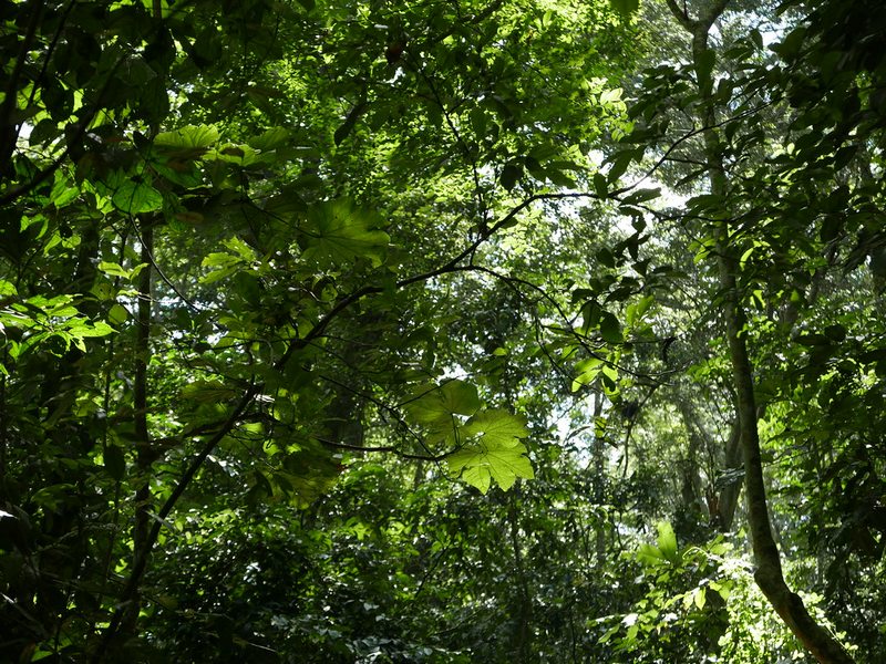 Mabira Forest canopy near Lake Victoria, Uganda