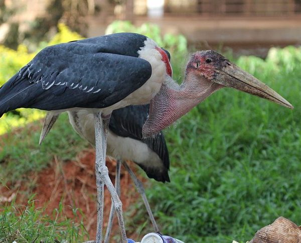Marabou stork spotted while birding in Uganda near Kibale Forest National Park