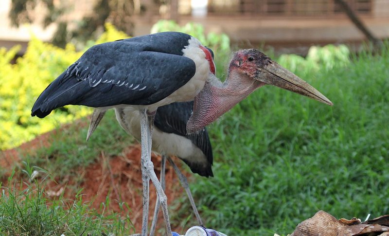 Marabou stork spotted while birding in Uganda near Kibale Forest National Park