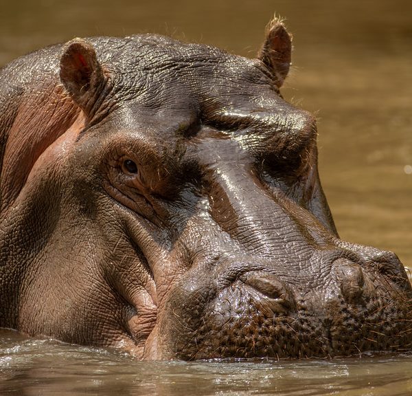 Hippo in the waters of Meru National Park, Kenya