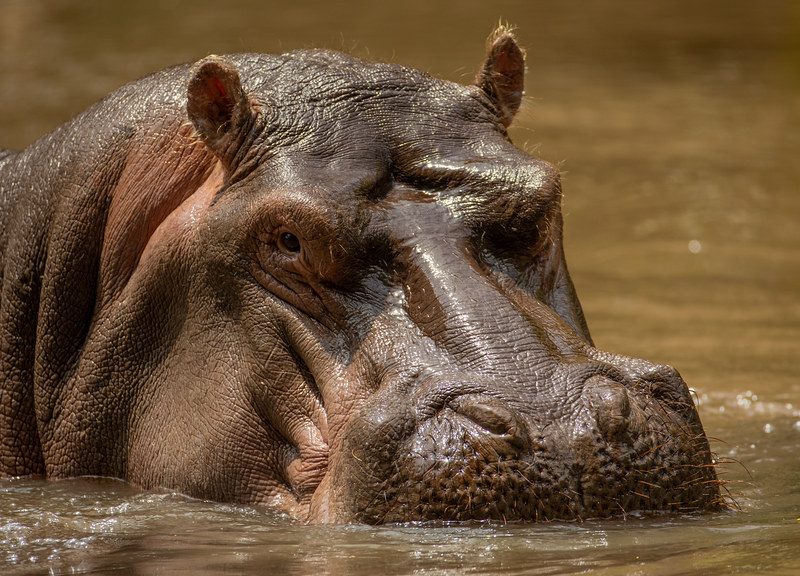 Hippo in Meru National Park Hippo in the waters of Meru National Park, Kenya