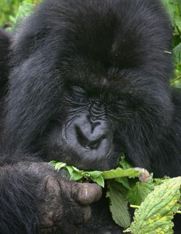 Silverback mountain gorilla feeding on vegetation in Mgahinga Gorilla National Park, Uganda