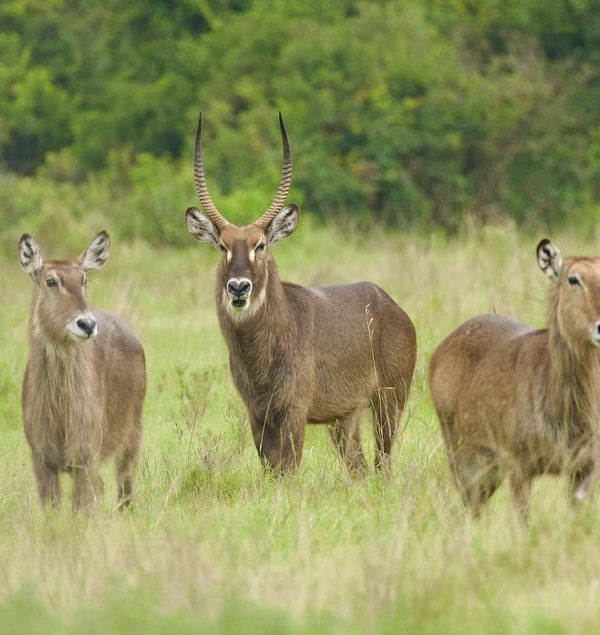 Waterbuck in Nairobi National Park, Kenya