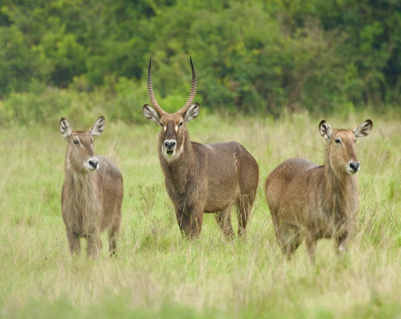 Waterbuck in Nairobi National Park, Kenya