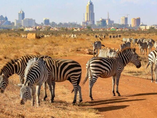 Zebras grazing with the Nairobi city skyline in the background at Nairobi National Park, Kenya
