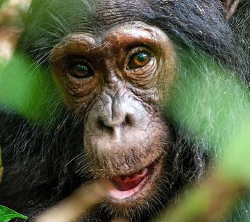 Close up portrait of a chimpanzee at Ngamba Island Chimpanzee Sanctuary, Uganda