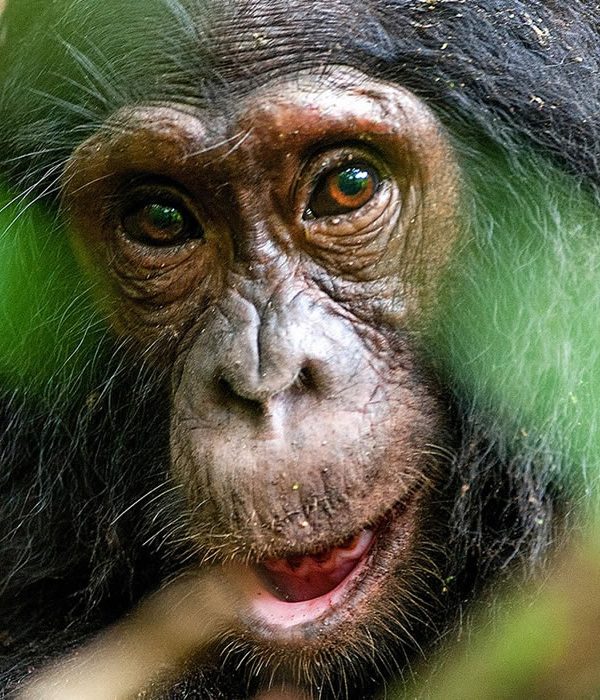 Close up portrait of a chimpanzee at Ngamba Island Chimpanzee Sanctuary, Uganda