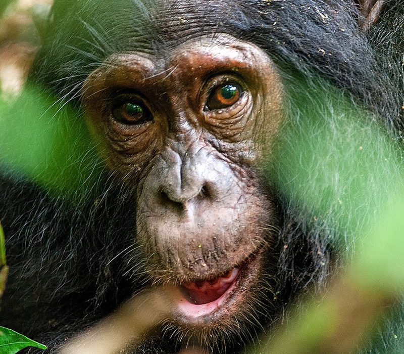 Chimpanzee at Ngamba Island Chimpanzee Sanctuary Close-up portrait of a chimpanzee at Ngamba Island Chimpanzee Sanctuary, Uganda