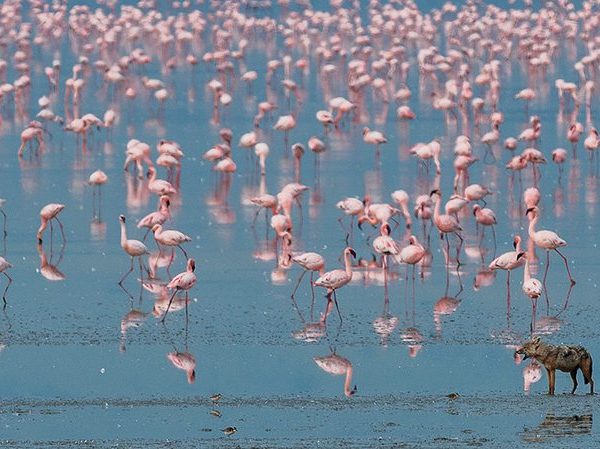 Wildlife on the Ngorongoro Crater floor at dusk beneath open skies