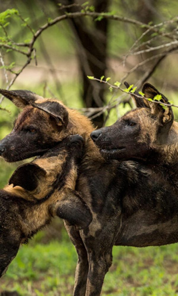 Pack of African wild dogs in Nyerere National Park, Tanzania