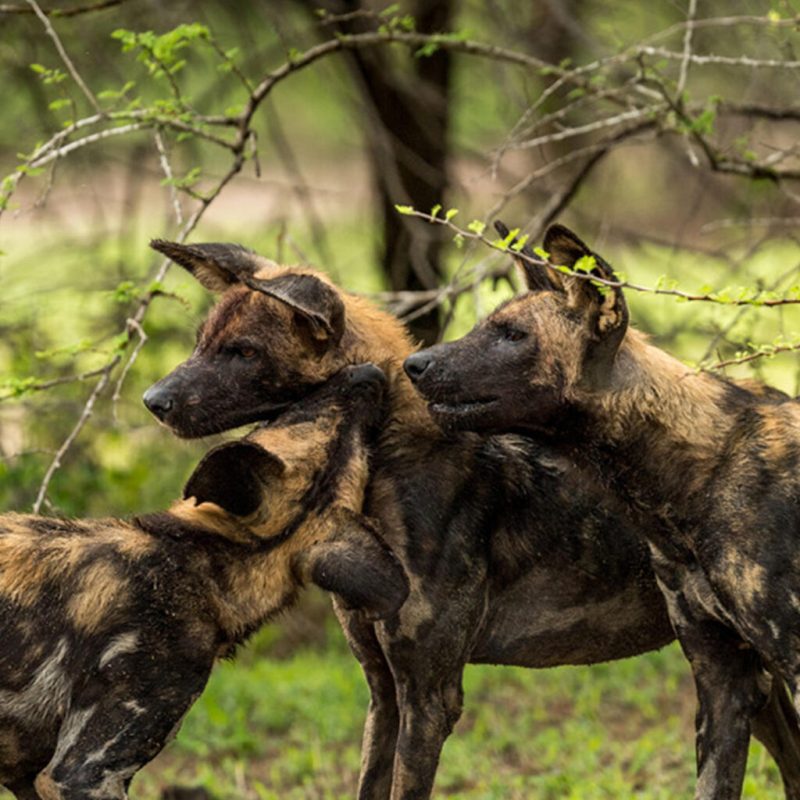 African wild dogs, Nyerere National Park Pack of African wild dogs in Nyerere National Park, Tanzania