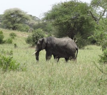 Elephant grazing in the grasslands near Nyerere National Park, Tanzania