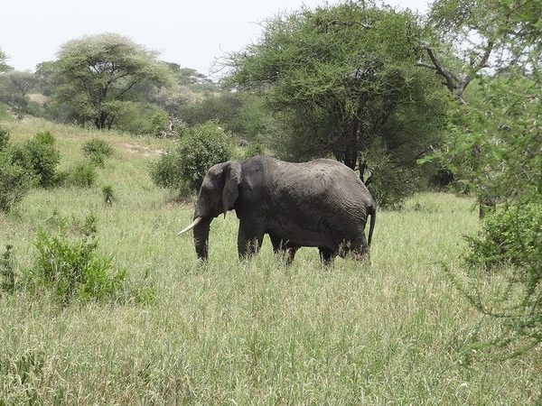 Elephant grazing in the grasslands near Nyerere National Park, Tanzania