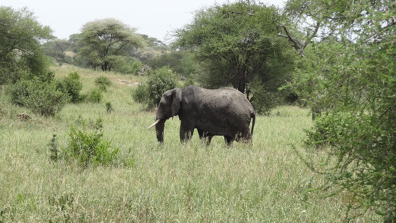 Elephant grazing in the grasslands near Nyerere National Park, Tanzania