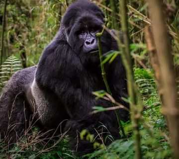 A mountain gorilla in the dense forest of the Virunga region near Nyiragongo Volcano