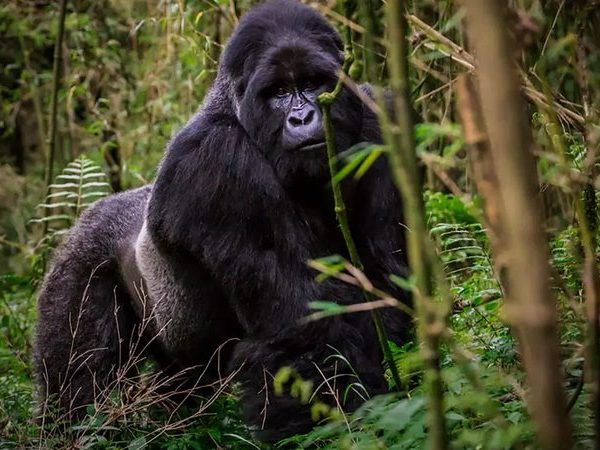 A mountain gorilla in the dense forest of the Virunga region near Nyiragongo Volcano
