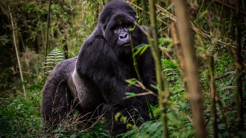 A mountain gorilla in the dense forest of the Virunga region near Nyiragongo Volcano