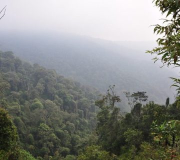 Misty forested hills of Nyungwe National Park, Rwanda