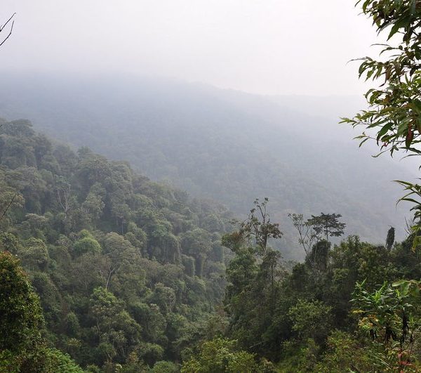 Misty forested hills of Nyungwe National Park, Rwanda