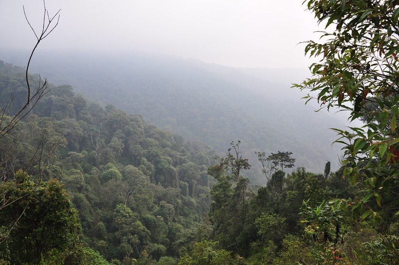 Misty forested hills of Nyungwe National Park, Rwanda