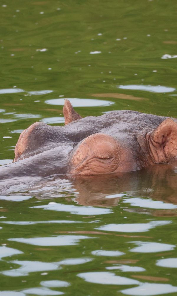 Queen elizabeth national park2 600x1000