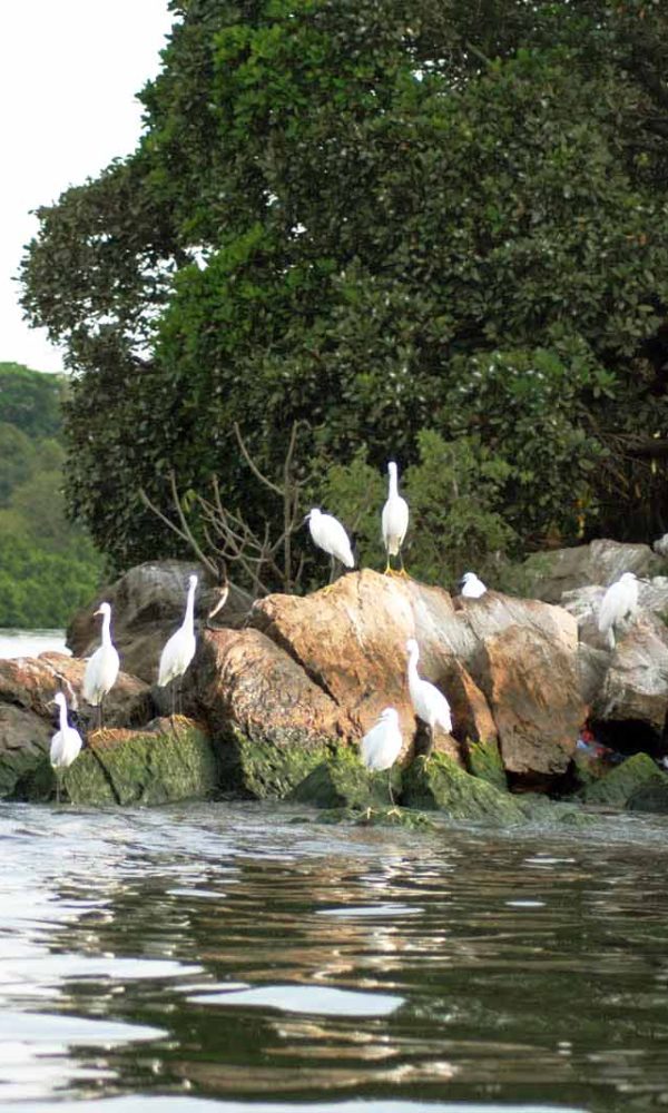 Egrets on rocks along the Lake Victoria shoreline near Rubondo Island National Park, Tanzania