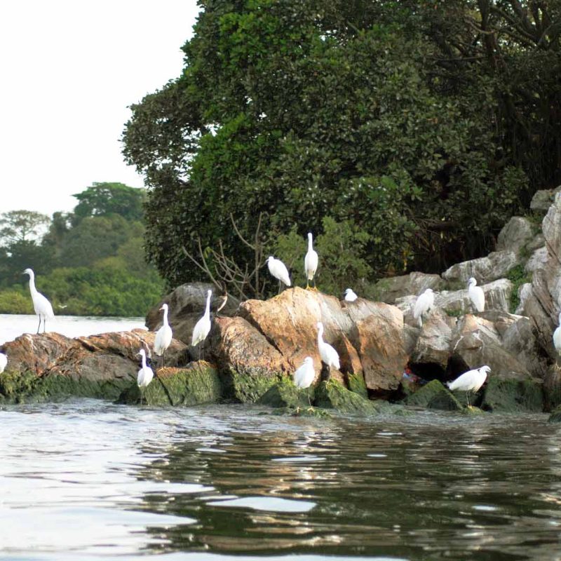 Rubondo Island shoreline birds Egrets on rocks along the Lake Victoria shoreline near Rubondo Island National Park, Tanzania
